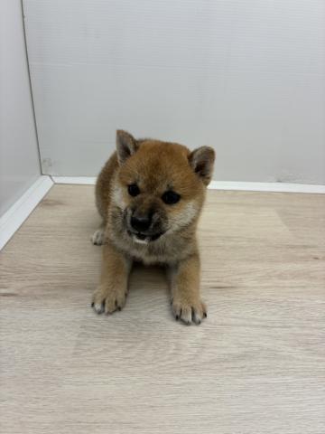 柴犬