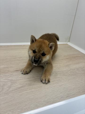 柴犬