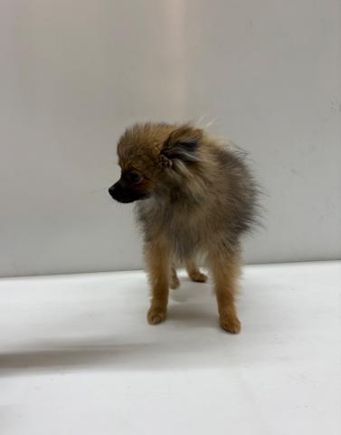 和歌山県のポメラニアン (ペットアミ 那賀店/2025年3月26日生まれ/男の子/オレンジ)の子犬の3枚目の画像