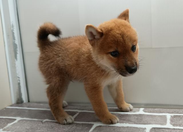 柴犬