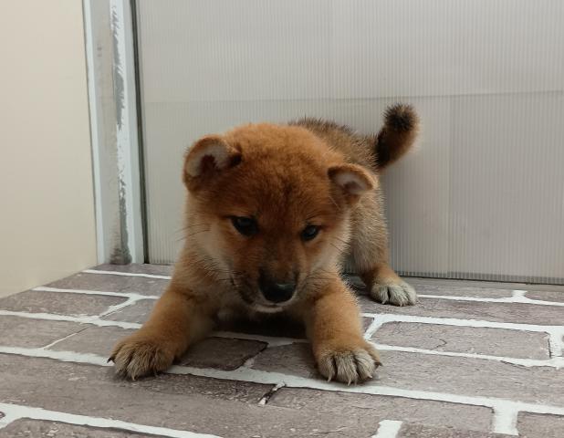 柴犬