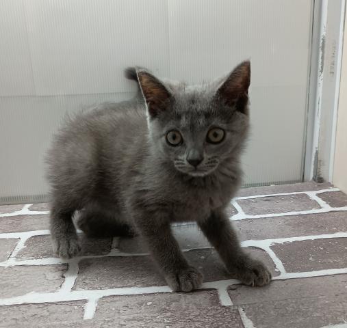 ブリティッシュショートヘア