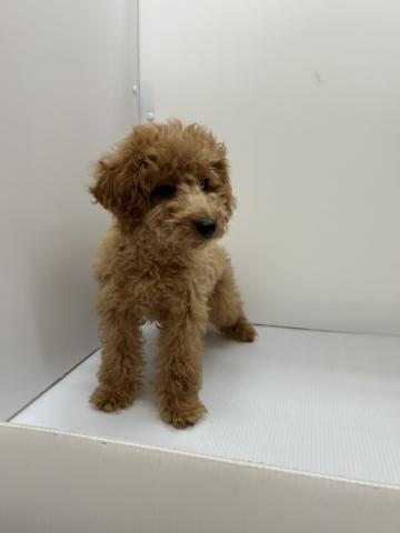新潟県のトイプードル(トイ) (ペットアミ 長岡店/2025年4月6日生まれ/男の子/アプリコット)の子犬の2枚目の画像