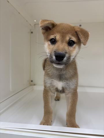 三重県の柴犬(標準サイズ) (ペットアミ 明和店/2025年6月7日生まれ/男の子/赤)の子犬