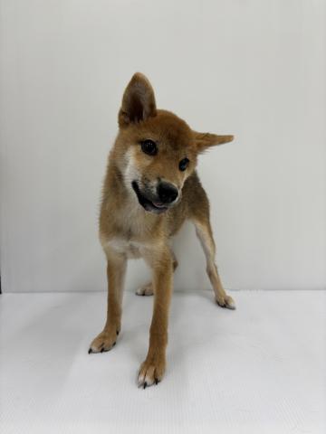 柴犬