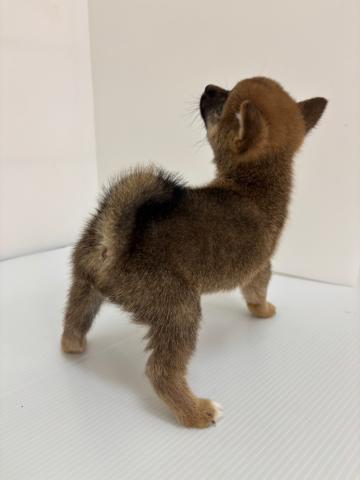 豆柴犬
