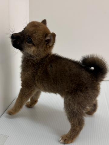 豆柴犬