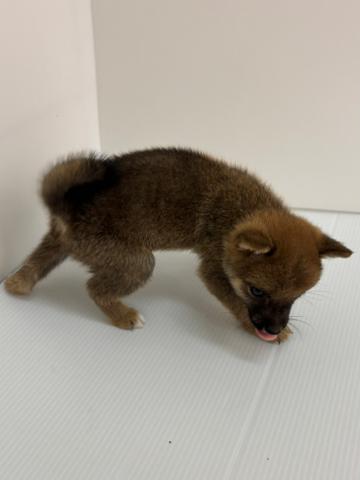 豆柴犬