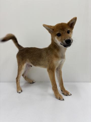 和歌山県の柴犬(標準サイズ) (ペットアミ 紀の川店/2025年4月5日生まれ/男の子/赤)の子犬の2枚目の画像