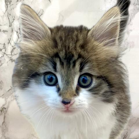埼玉県のノルウェージャンフォレストキャット (NICO PET 三郷店/2025年7月12日生まれ/男の子/ブラックタビーホワイト)の子猫の1枚目の画像