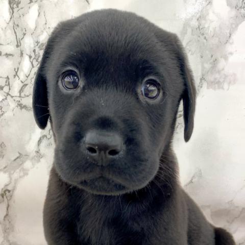 埼玉県のラブラドールレトリーバー (NICO PET 三郷店/2025年7月12日生まれ/男の子/ブラック)の子犬の1枚目の画像