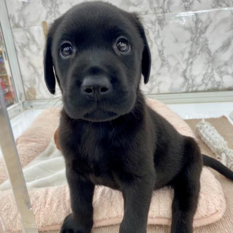 埼玉県のラブラドールレトリーバー (NICO PET 三郷店/2025年7月12日生まれ/男の子/ブラック)の子犬の2枚目の画像