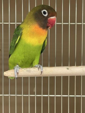 ボタンインコ