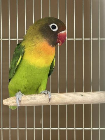ボタンインコ