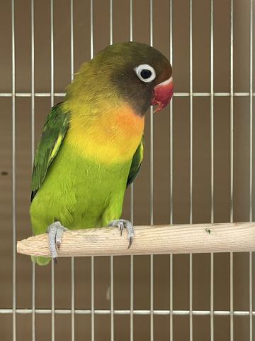 ボタンインコ