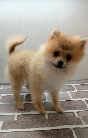 福島県のポメラニアン (ペットアミ 安達店/2025年4月12日生まれ/女の子/オレンジ)の子犬の1枚目の画像