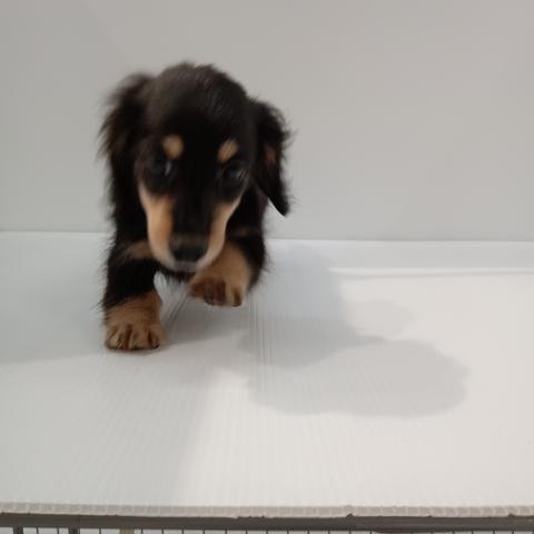 ミニチュアダックスフンド子犬