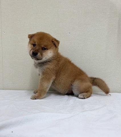 富山県の柴犬(標準サイズ) (ペットアミ宮野店/2025年7月12日生まれ/男の子/レッド)の子犬の1枚目の画像