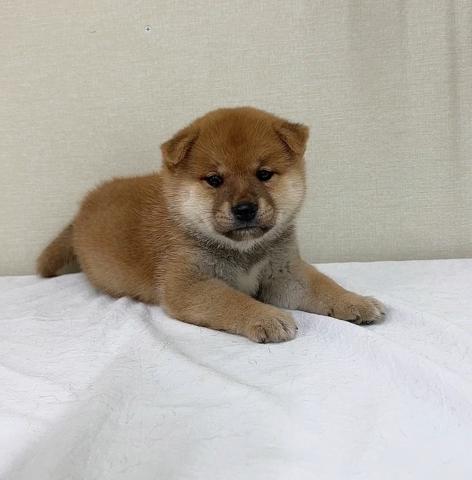 富山県の柴犬(標準サイズ) (ペットアミ宮野店/2025年7月12日生まれ/男の子/レッド)の子犬の2枚目の画像