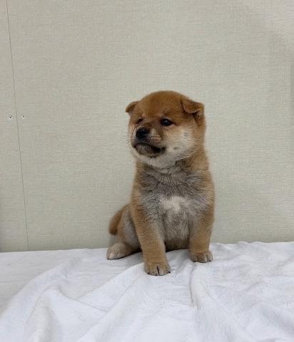 富山県の柴犬(標準サイズ) (ペットアミ宮野店/2025年7月12日生まれ/男の子/レッド)の子犬の3枚目の画像