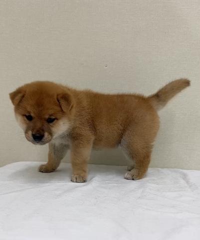 富山県の柴犬(標準サイズ) (ペットアミ宮野店/2025年7月12日生まれ/男の子/レッド)の子犬の4枚目の画像