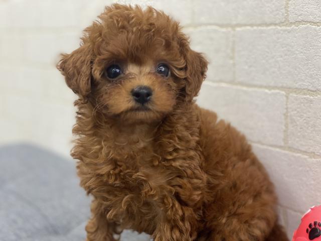 新潟県のトイプードル(トイ) (ペットアミ 六日町店/2025年5月24日生まれ/男の子/レッド)の子犬の2枚目の画像