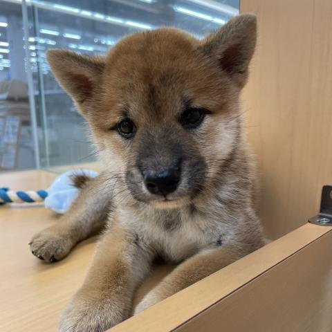 柴犬