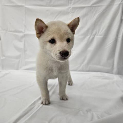 豆柴犬