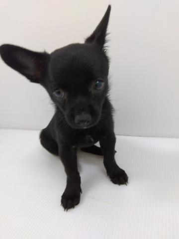 千葉県のハーフ犬・ミックス犬 (ペットアミ 館山店/2025年6月29日生まれ/女の子/ブラック)の子犬の3枚目の画像