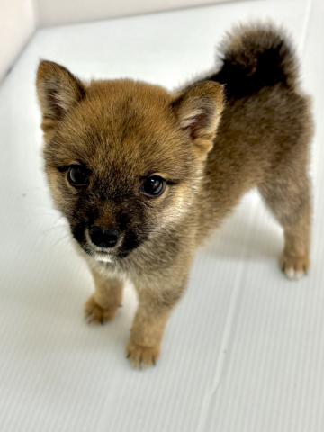新潟県の豆柴 (ペットアミ 新発田店/2025年7月7日生まれ/男の子/赤)の子犬の1枚目の画像