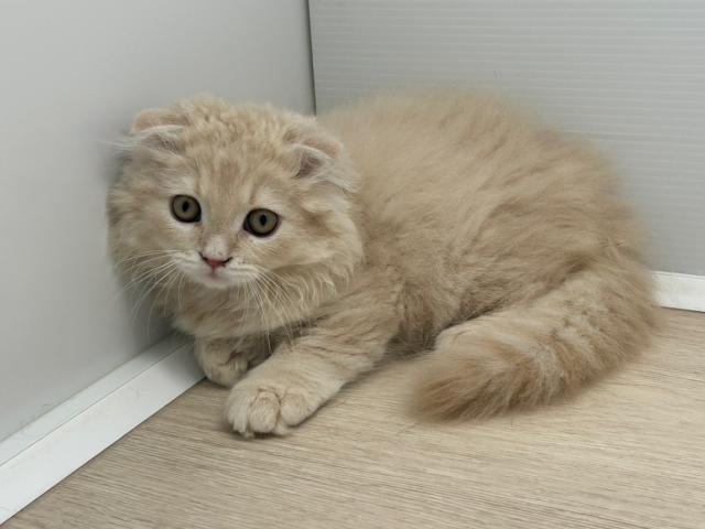 石川県のスコティッシュフォールド (ペットアミ 津幡店/2025年7月5日生まれ/男の子/クリーム)の子猫の1枚目の画像