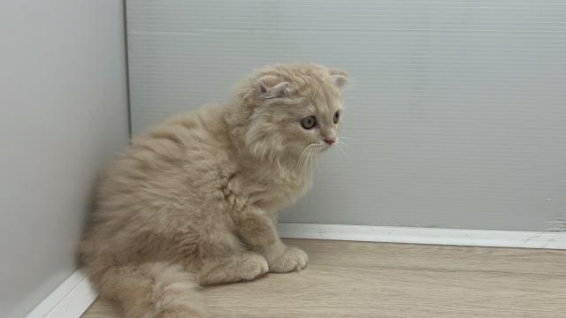 石川県のスコティッシュフォールド (ペットアミ 津幡店/2025年7月5日生まれ/男の子/クリーム)の子猫の2枚目の画像