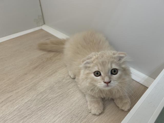 石川県のスコティッシュフォールド (ペットアミ 津幡店/2025年7月5日生まれ/男の子/クリーム)の子猫の3枚目の画像