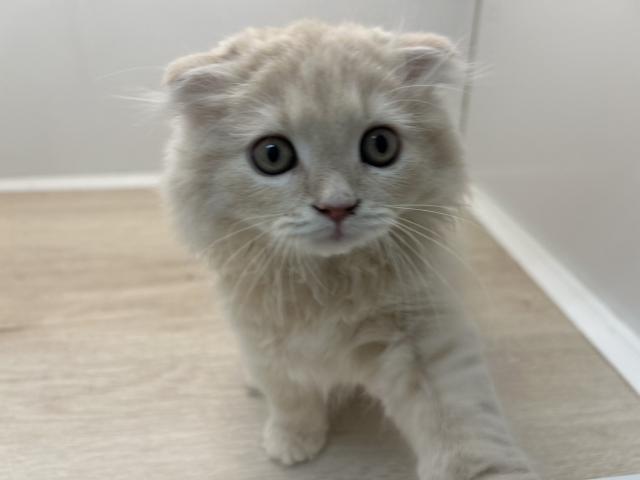 石川県のスコティッシュフォールド (ペットアミ 津幡店/2025年7月5日生まれ/男の子/クリーム)の子猫の4枚目の画像