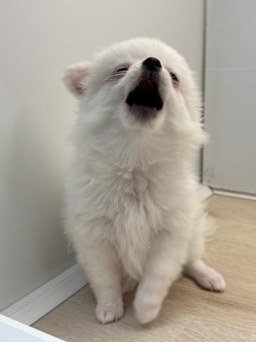 ポメラニアン×チワワ