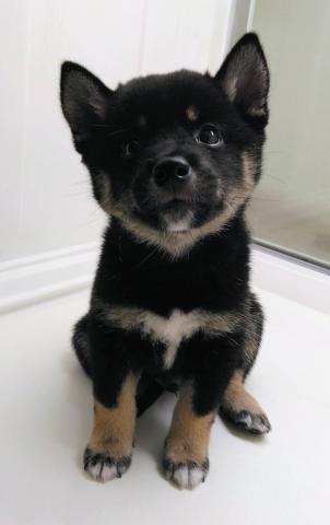 豆柴犬