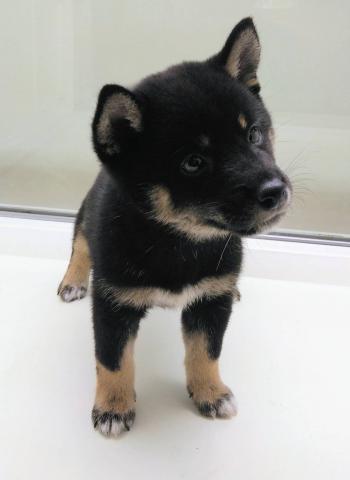 豆柴犬