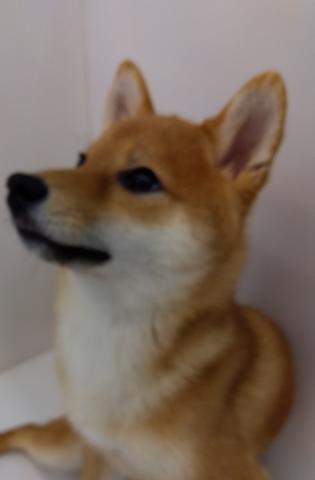 柴犬