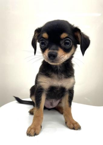 新潟県のチワワ(スムース) (ペットアミ 十日町店/2025年5月25日生まれ/男の子/ブラックタン)の子犬の2枚目の画像
