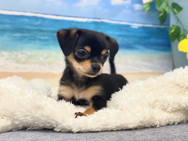 新潟県のチワワ(スムース) (ペットアミ 十日町店/2025年5月25日生まれ/男の子/ブラックタン)の子犬の3枚目の画像