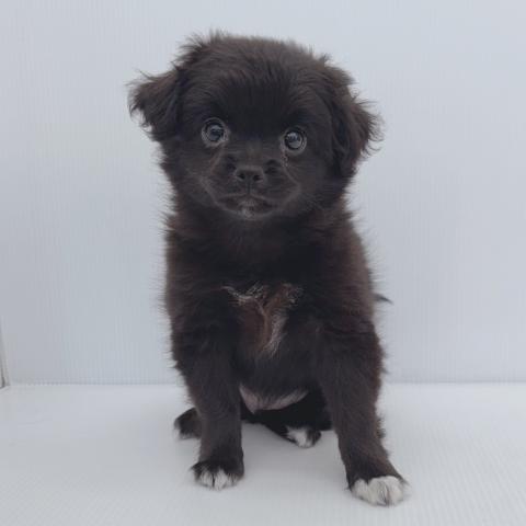 新潟県のハーフ犬・ミックス犬 (ペットアミ 新津店/2025年6月25日生まれ/女の子/ブラックホワイト)の子犬の1枚目の画像
