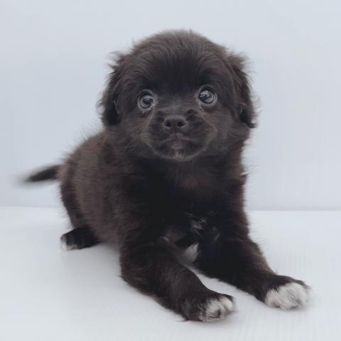 新潟県のハーフ犬・ミックス犬 (ペットアミ 新津店/2025年6月25日生まれ/女の子/ブラックホワイト)の子犬の2枚目の画像