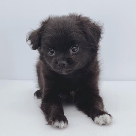 新潟県のハーフ犬・ミックス犬 (ペットアミ 新津店/2025年6月25日生まれ/女の子/ブラックホワイト)の子犬の3枚目の画像