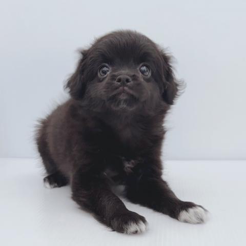 新潟県のハーフ犬・ミックス犬 (ペットアミ 新津店/2025年6月25日生まれ/女の子/ブラックホワイト)の子犬の4枚目の画像