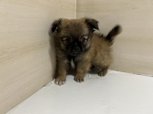 和歌山県のハーフ犬・ミックス犬 (ペットアミ 和歌山インター店/2025年6月21日生まれ/男の子/その他色)の子犬の1枚目の画像