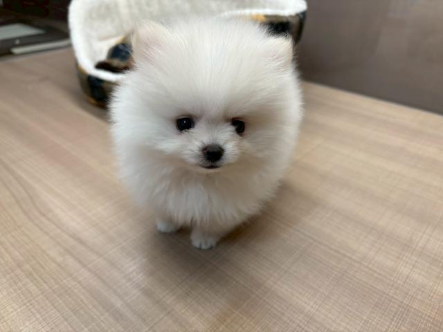 ポメラニアン