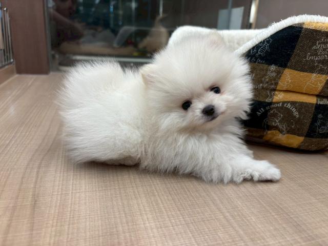 ポメラニアン