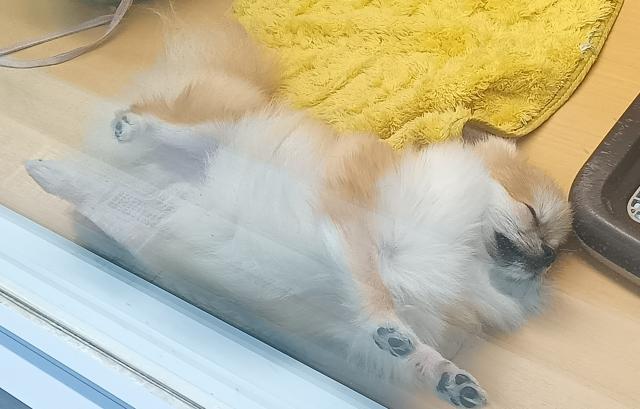 新潟県のポメラニアン (ペットアミ 六日町店/2025年1月8日生まれ/男の子/オレンジ)の子犬の2枚目の画像