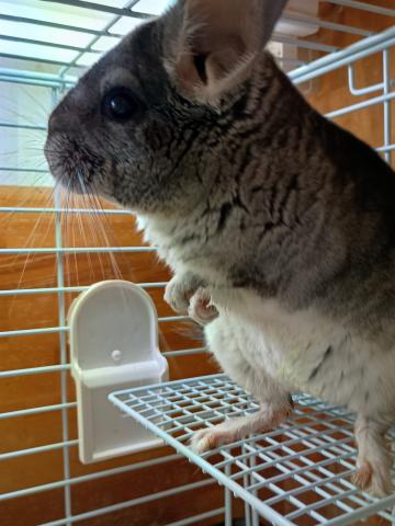 チンチラ
