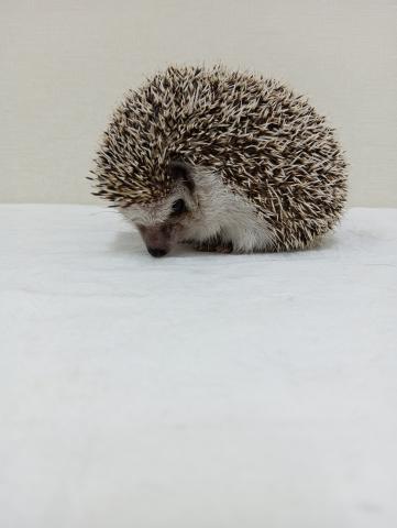 ハリネズミ